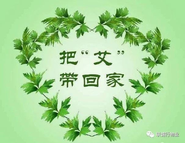 株株“爱意”（艾叶）草”，绵绵情意长
