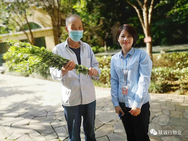 株株“爱意”（艾叶）草”，绵绵情意长