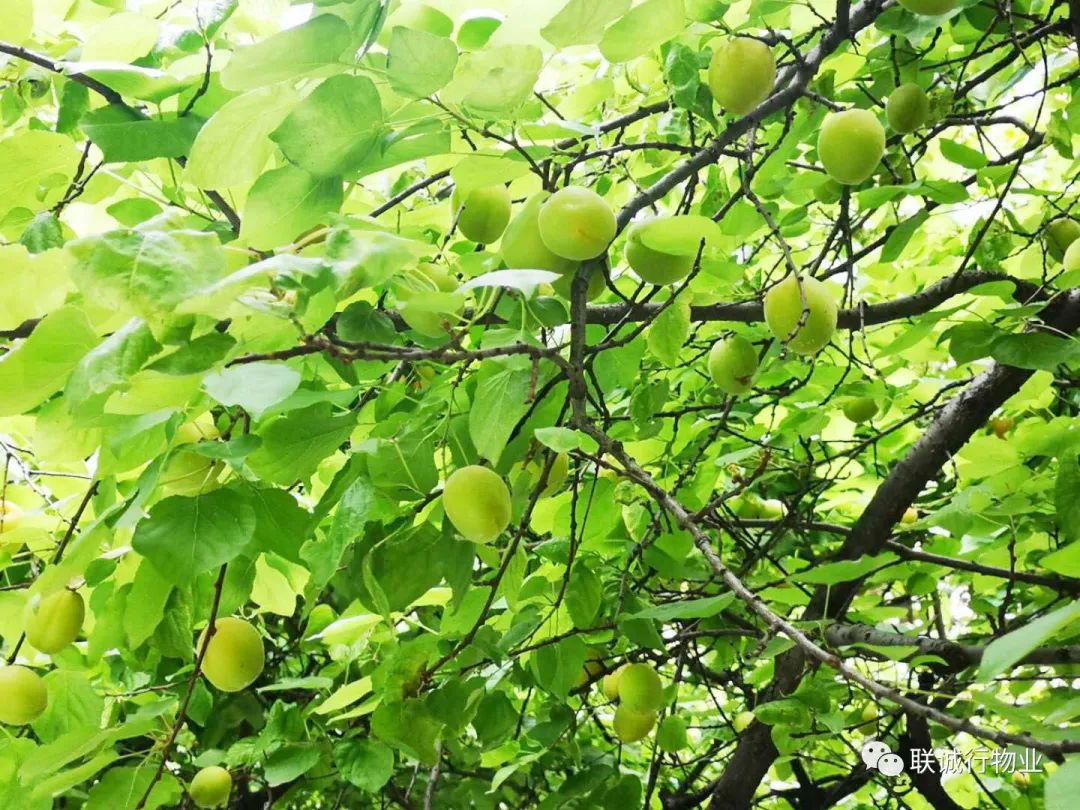 初夏时节，感受最美的【曲江6号】